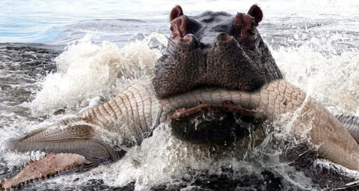 crocodile